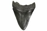 Fossil Megalodon Tooth - South Carolina #297435-1